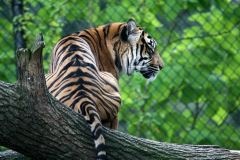 burgerszoo_in_arnheim_1_20130108_1768723217