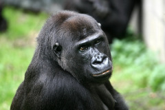 burgerszoo_in_arnheim_1_20130108_1858623482
