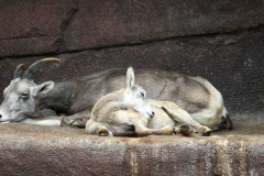 burgerszoo_in_arnheim_1_20130108_1947719717