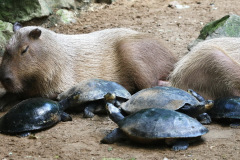 burgerszoo_in_arnheim_2_20130108_1117852520