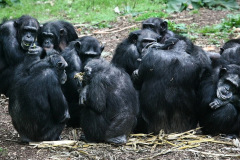 burgerszoo_in_arnheim_2_20130108_1293673969