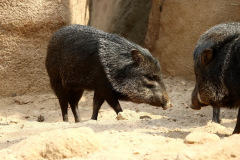 burgerszoo_in_arnheim_2_20130108_1531861540