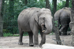 burgerszoo_in_arnheim_2_20130108_1897801767