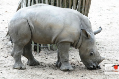 burgerszoo_in_arnheim_3_20130108_1717075457