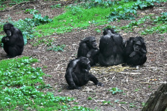 burgerszoo_in_arnheim_3_20130108_1958799525