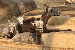 burgerszoo_in_arnheim_3_20130108_2031054955
