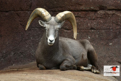 burgerszoo_in_arnheim_4_20130108_1024130825