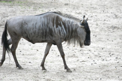 burgerszoo_in_arnheim_4_20130108_1052288485