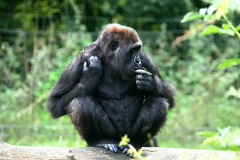 burgerszoo_in_arnheim_4_20130108_1337789510