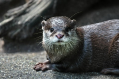 burgerszoo_in_arnheim_4_20130108_1737093366