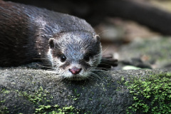 burgerszoo_in_arnheim_4_20130108_1836793199