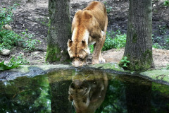 burgerszoo_in_arnheim_5_20130108_1467191381
