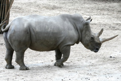 burgerszoo_in_arnheim_7_20130108_1353585909