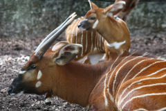 burgerszoo_in_arnheim_7_20130108_1492869961