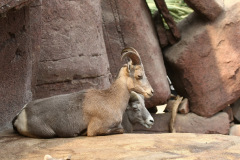burgerszoo_in_arnheim_7_20130108_2072095452