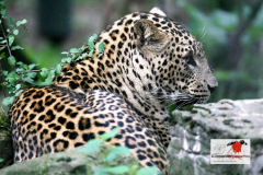 burgerszoo_in_arnheim_9_20130108_1674931932