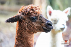DSC06462