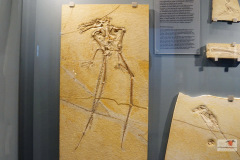 DSC09516