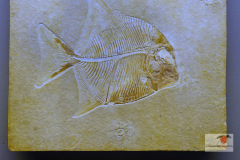 DSC09560