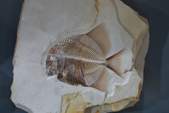 DSC09576