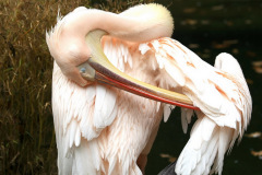 zoo_hannover_10_20130116_1698138256