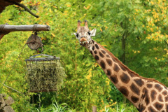 zoo_hannover_10_20130116_1838320911