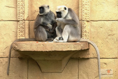 zoo_hannover_1_20130116_1551608811