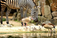 zoo_hannover_1_20130116_2024207879