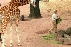 zoo_hannover_2_20130116_1431794480