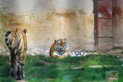 zoo_hannover_2_20130116_2035666864