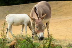 zoo_hannover_3_20130116_1822534278