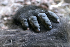 zoo_hannover_3_20130116_1863644188