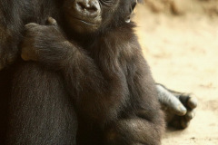 zoo_hannover_4_20130116_1003044876