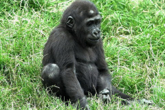 zoo_hannover_4_20130116_1542164543
