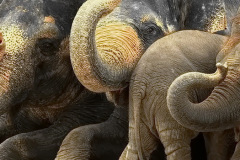zoo_hannover_4_20130116lang_1420932606