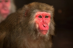 zoo_hannover_5_20130116_1430276968