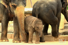 zoo_hannover_6_20130116_1270074241