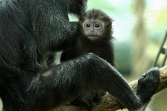zoo_hannover_6_20130116_1527678349
