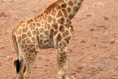 zoo_hannover_6_20130116_1673831892