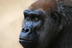 zoo_hannover_6_20130116_2073800138