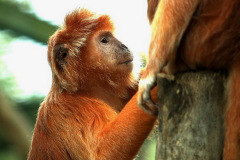 zoo_hannover_7_20130116_1930841295