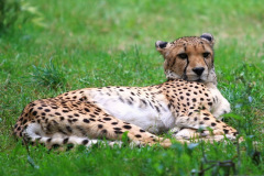 zoo_hannover_8_20130116_1503568363