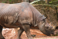 zoo_hannover_8_20130116_1677822032