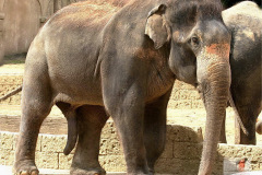 zoo_hannover_8_20130116_2098548685