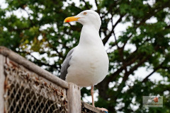 DSC02500