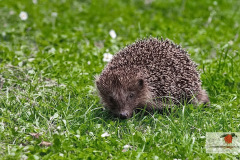 ein_igel_durstreift_unseren_garten_12062013_1_20130612_2018125992