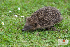 ein_igel_durstreift_unseren_garten_12062013_2_20130612_1727436497