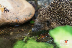 ein_igel_durstreift_unseren_garten_12062013_3_20130612_1447893197