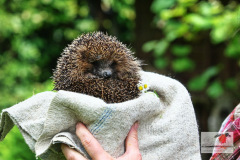 ein_igel_durstreift_unseren_garten_12062013_4_20130612_1063590269