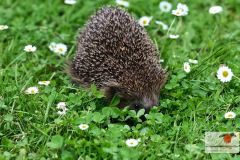 ein_igel_durstreift_unseren_garten_12062013_5_20130612_1301016931